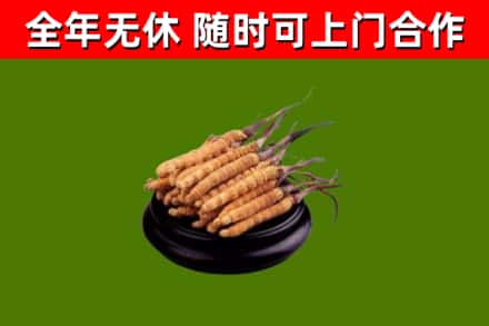 弥勒市回收散虫草